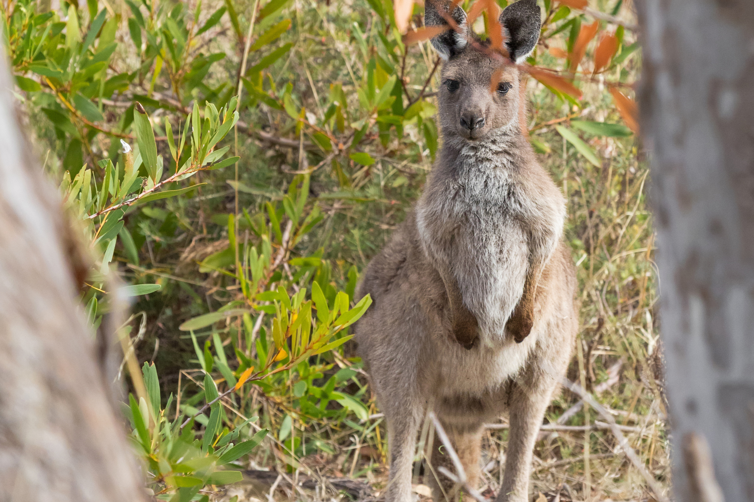 naracoorte, south australia (3).webp